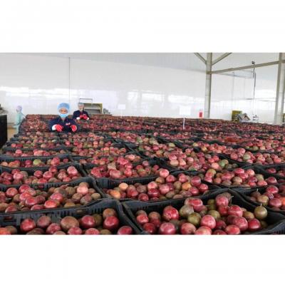 Rau quả Việt Nam xuất sang Châu Âu: Sản xuất an toàn theo hướng GAP là bắt buộc