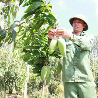 Hơn 283ha Xoài Đăk Gằn Đạt Chứng Nhận Vietgap