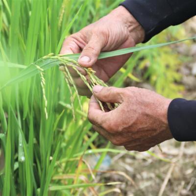 ĐBSCL đẩy mạnh trồng lúa hữu cơ thích ứng biến đổi khí hậu