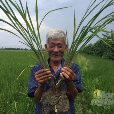 Lan Tỏa Sản Xuất Lúa Sạch, Chuẩn Gap Ở Đồng Bằng Sông Cửu Long